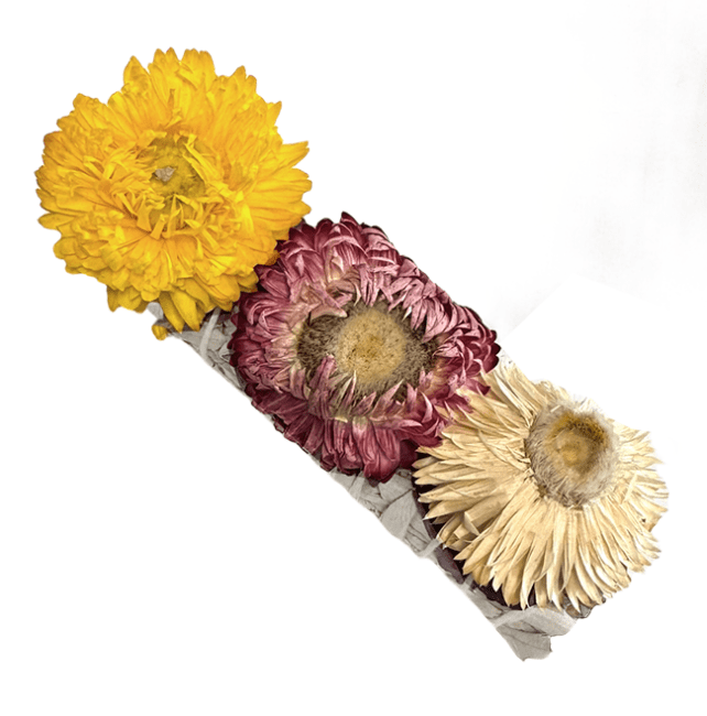 Bukiet białej szałwii i słomianych kwiatów 25-30gr 10cm